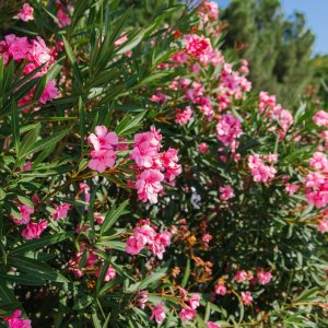 Oleander obyčajný (Nerium oleander) ružový - výška 60-90 cm, kont.C10L (-10/-12°C) 